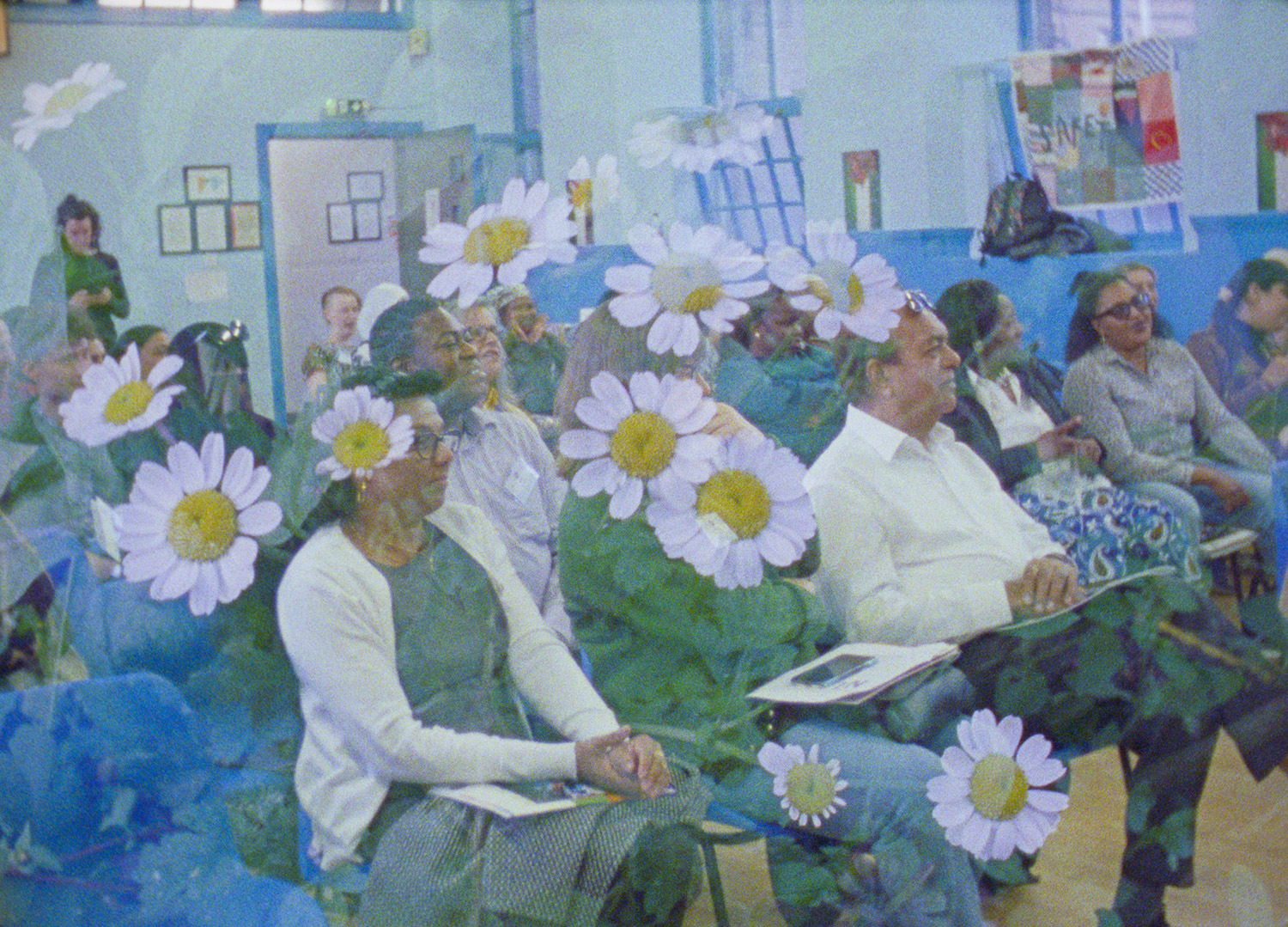 people sitting in rows in a blue community centre hall, a double-exposed image with daisies on top